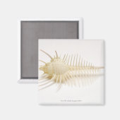 Spiked Murex Muschel Magnet (Vorderseite/Rückseite)