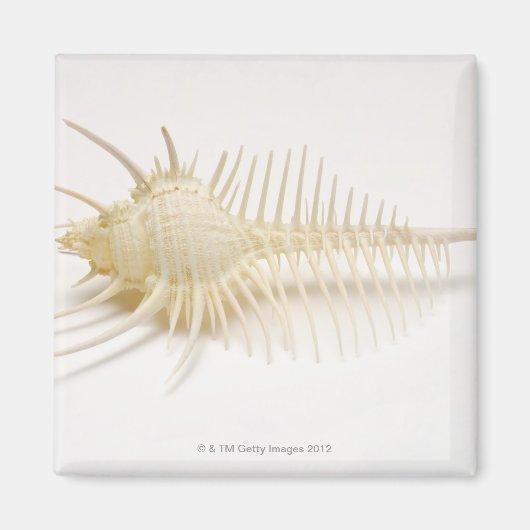 Spiked Murex Muschel Magnet (Vorne)