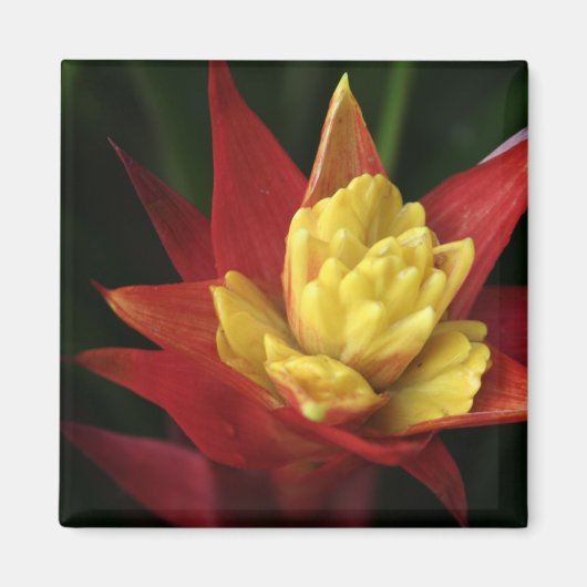 Spiky-Blume-Magnet Magnet (Vorne)
