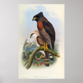 Spilornis Rufipectus (Sulawesi Serpent-Adler) Poster