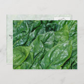 Spinach-Blätter Postkarte (Vorne/Hinten)