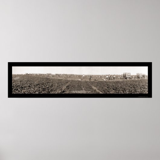 Spinach Harvest Foto 1928 Poster (Vorne)