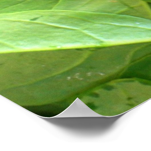 Spinach Poster (Ecke)