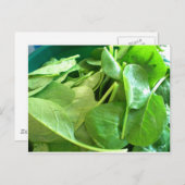 Spinach Postkarte (Vorne/Hinten)