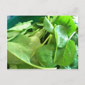 Spinach Postkarte (Vorderseite)
