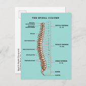 Spinal Column Anatomical Chiropractic Reactivation Postkarte (Vorne/Hinten)