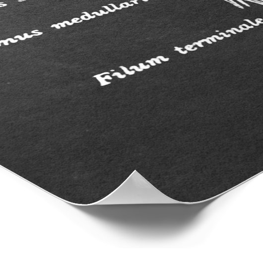 Spinal Cord Anatomie Art print Nr.1 Poster (Ecke)