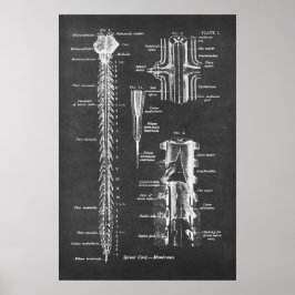 Spinal Cord Anatomie Art print Nr.1 Poster