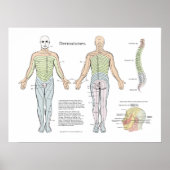 Spinal Dermatomes Poster Chiropractic (Vorne)