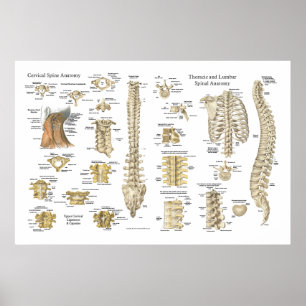Spinal- und Wirbelsäulenanatomie-Poster 24" x 36" Poster