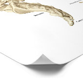 Spinal- und Wirbelsäulenanatomie-Poster 24" x 36" Poster (Ecke)