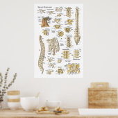 Spinal- und Wirbelsäulenanatomie-Poster 24" x 36" Poster (Küche)