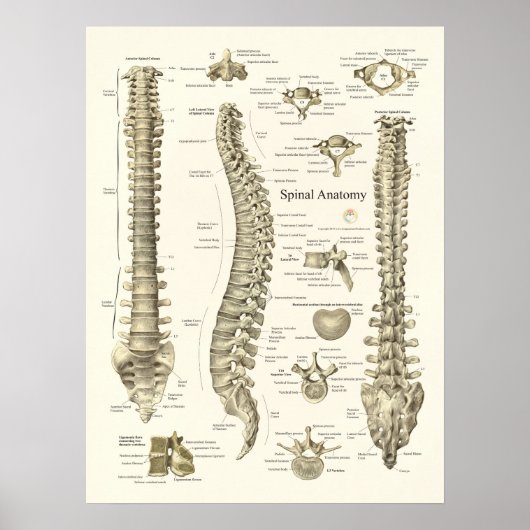 Spinale Anatomie Medizinisches Chiropraktisches Po Poster (Vorne)