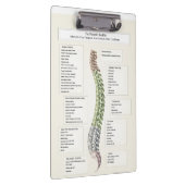 Spinale Dereneration Chiropractic Klemmbrett (Rechts)