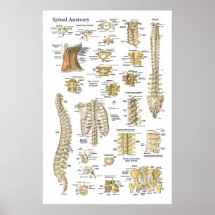Spinales und Wirbel-Anatomie-Plakat 24" X 6" Poster