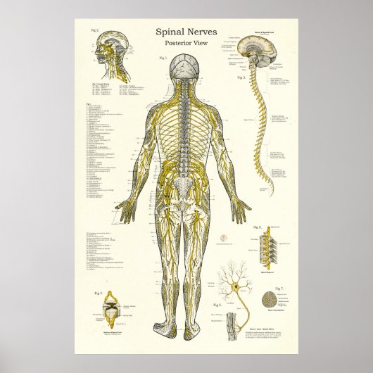 SpinalNerven Chiropraktische Medizin Poster (Vorne)