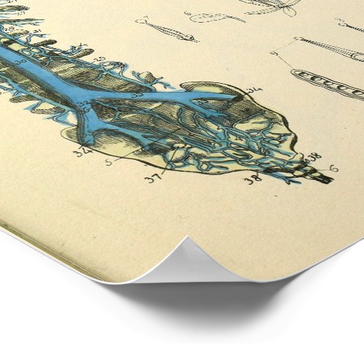 Spinalspalte Adern Anatomie Art Print Poster (Ecke)