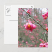 Spindelbaum und Wassertropfen Postkarte (Vorne/Hinten)