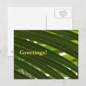 Spindle Palm Postcard Postkarte (Vorne/Hinten)