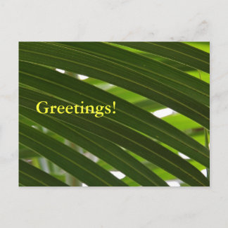 Spindle Palm Postcard Postkarte