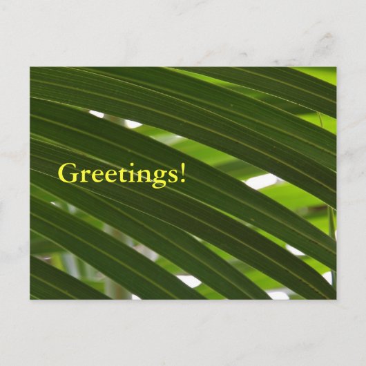 Spindle Palm Postcard Postkarte (Vorderseite)