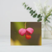 Spindle Tree Berry Postcard Postkarte (Stehend Vorderseite)