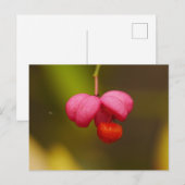 Spindle Tree Berry Postcard Postkarte (Vorne/Hinten)