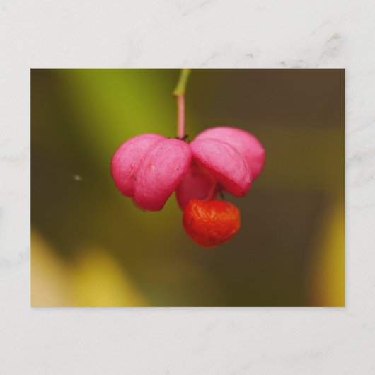Spindle Tree Berry Postcard Postkarte (Vorderseite)