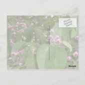 Spindle Tree (Euonymus europaeus) Postkarte (Rückseite)