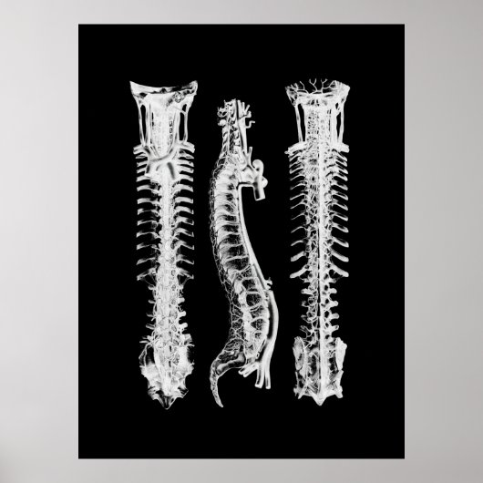 Spine Anatomie Art Poster (Vorne)