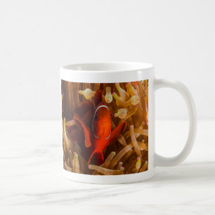 Spinecheek Anemonefish der korallenrotes Kaffeetasse