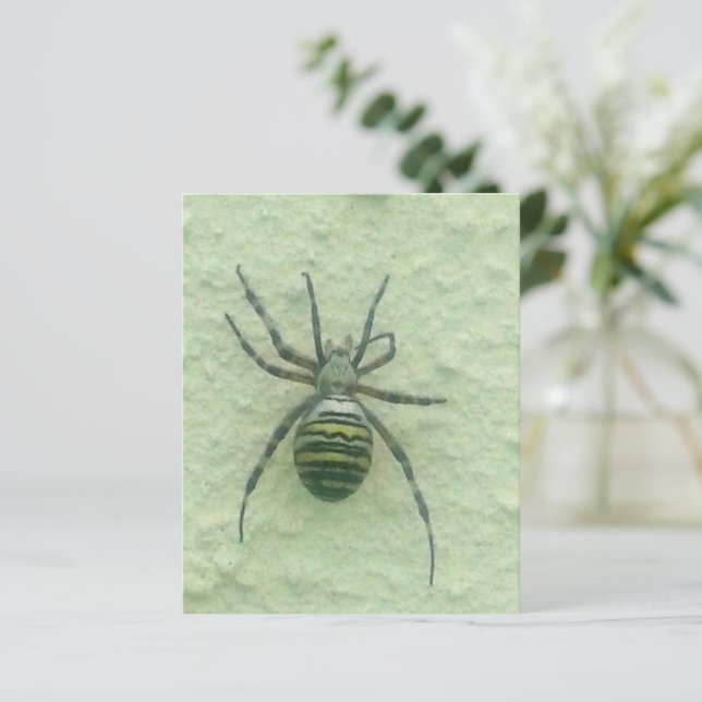 Spinne (Stehend Vorderseite)