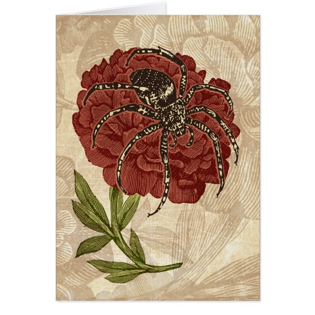 Spinne auf Blume (Vorne)