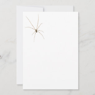 Spinne Einladung
