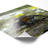 Spinne Fotodruck (Ecke)