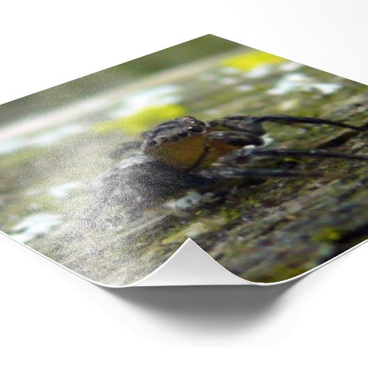 Spinne Fotodruck (Ecke)