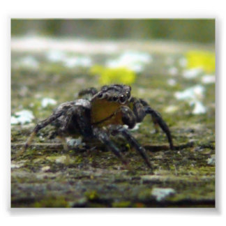 Spinne Fotodruck
