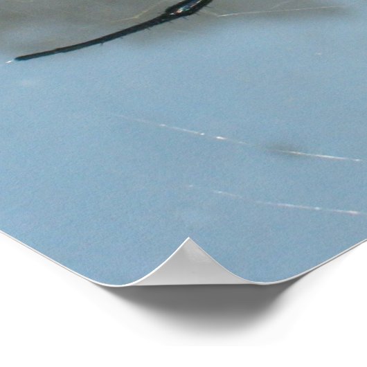 Spinne, Gemeiner Garten Poster (Ecke)