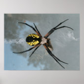 Spinne, Gemeiner Garten Poster (Vorne)