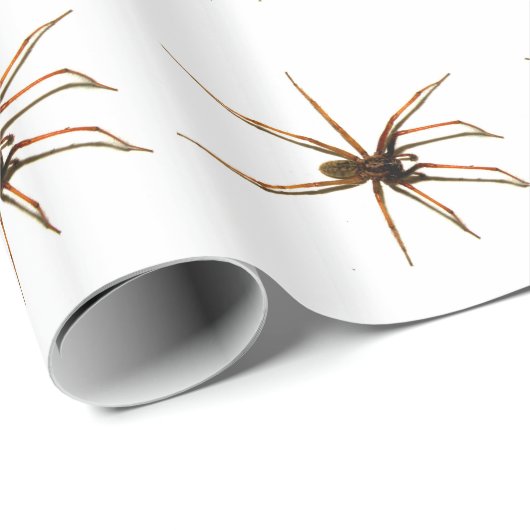 Spinne Geschenkpapier (Rolleneckpunkt)