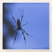 Spinne