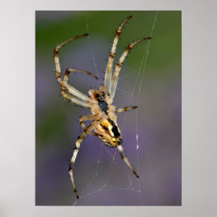 Spinne im Internet Poster