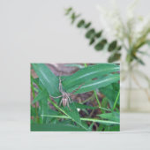 Spinne in der Smartweed-Postkarte Postkarte (Stehend Vorderseite)