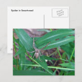 Spinne in der Smartweed-Postkarte Postkarte (Vorne/Hinten)