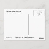 Spinne in der Smartweed-Postkarte Postkarte (Rückseite)