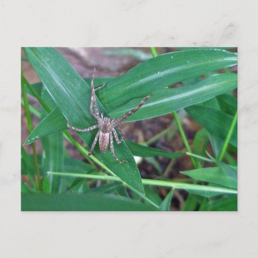 Spinne in der Smartweed-Postkarte Postkarte (Vorderseite)