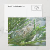 Spinne in Retreat Postkarte (Vorne/Hinten)