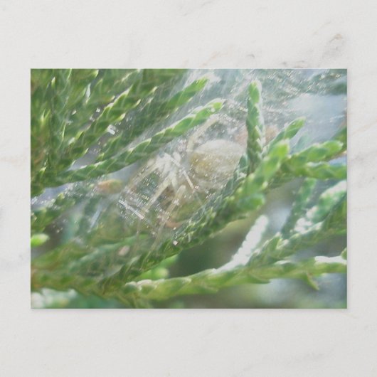 Spinne in Retreat Postkarte (Vorderseite)