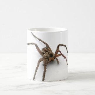 Spinne Kaffeetasse
