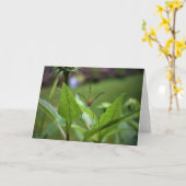 Spinne, Karte (Gelbe Blume)